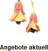 Angebote aktuell